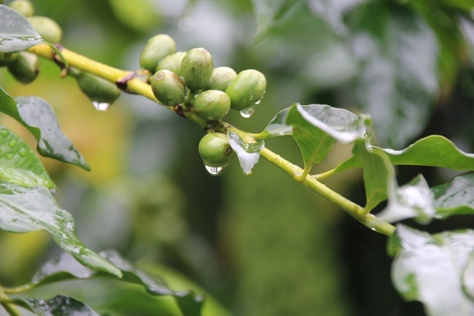 “Soar Through the Treetops: Your Ultimate Guide to Buying Zipline Tickets in Chiang Mai”