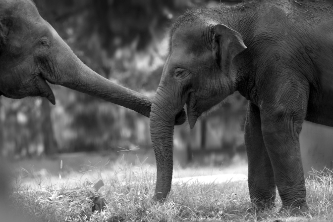 Top 10 Family-Friendly Attractions in Bangkok: Adventures for All Ages!
